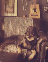 The studio dog in an armchair